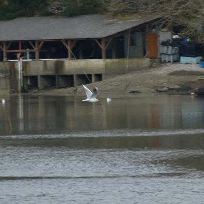 Sortie Ornithologie